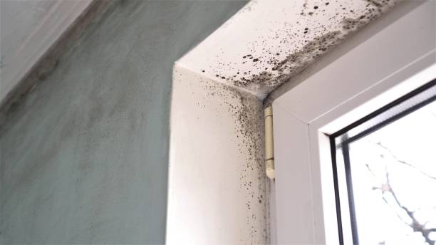 Best Black Mold Removal  in Pearisburg, VA