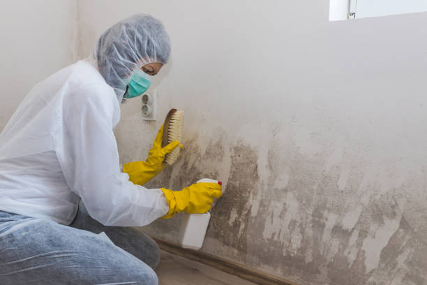 Best Crawl Space Mold Remediation  in Pearisburg, VA