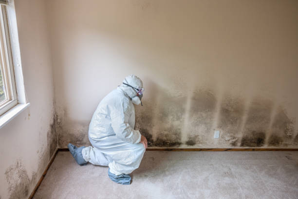 Best Commercial Mold Inspection  in Pearisburg, VA