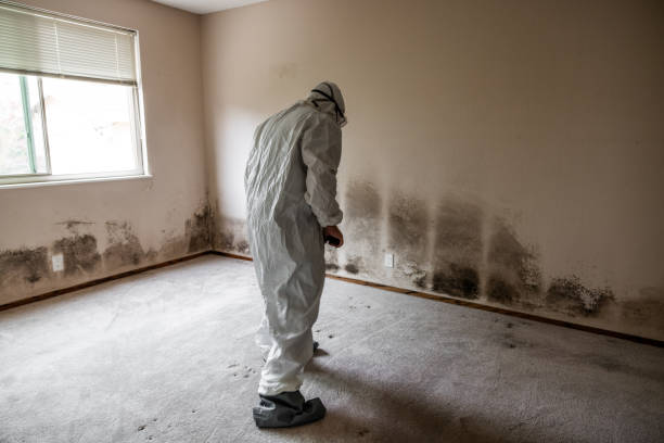 Best Forensic Mold Investigation  in Pearisburg, VA