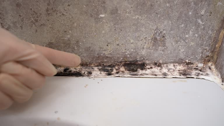 Best Attic Mold Removal  in Pearisburg, VA